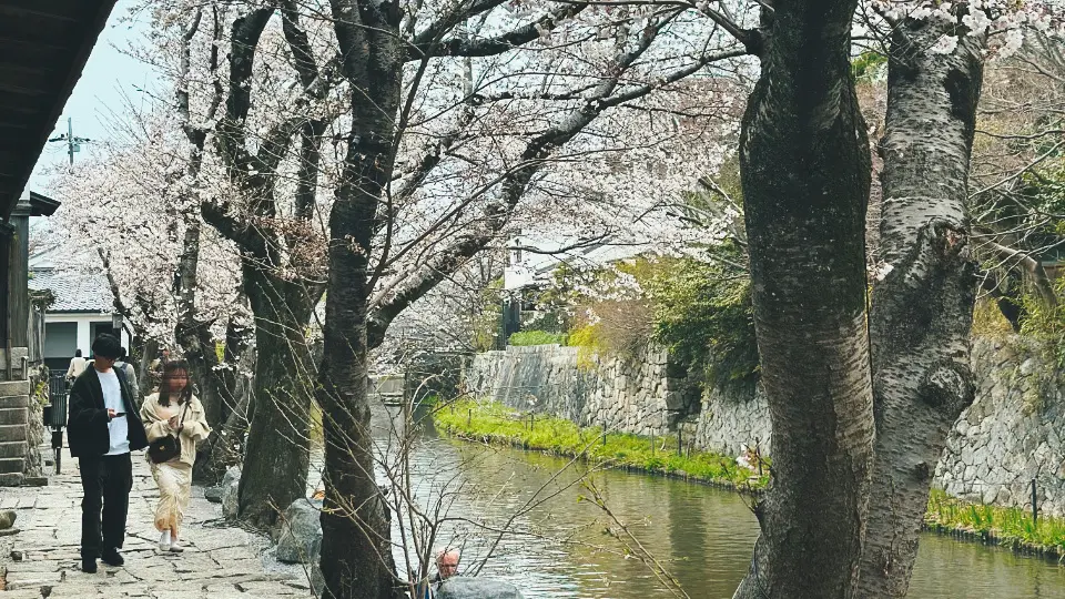 Stroll along the canal, enjoying the sakura and historic houses